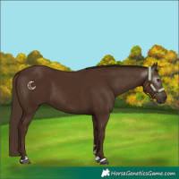 Horse Color:Gray Chestnut 
