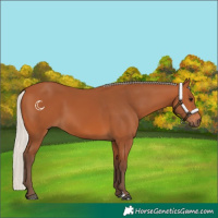 Horse Color:Silver Bay