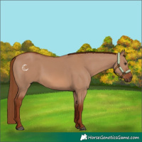 Horse Color:Red Dun 