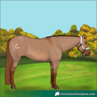 Horse Color:Red Dun