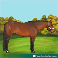 Horse Color:Bay 