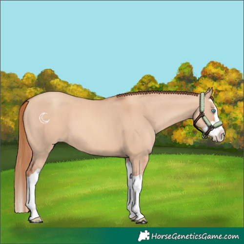 Horse Color:Gold Champagne Dun Splash 