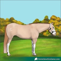 Horse Color:Gold Champagne Dun Splash 