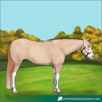 Horse Color:Gold Champagne Dun Splash