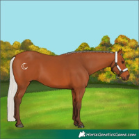 Horse Color:Silver Bay 