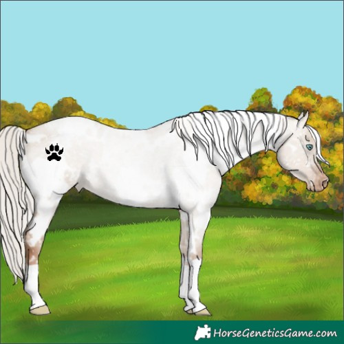 Horse Color:White Spotted Silver Grullo Roan Pearl Appaloosa