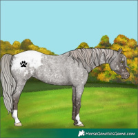 Horse Color:Silver Blue Roan Snowflake Varnish