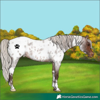 Horse Color:White Spotted Silver Brown Roan Near Leopard