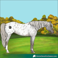 Horse Color:Silver Buckskin Roan Blanket