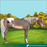 Horse Color:Silver Brown Varnish 
