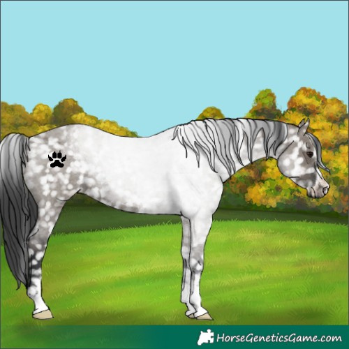 Horse Color:Grullo Roan Snowflake Varnish