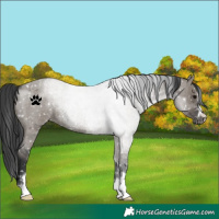 Horse Color:Grullo Roan Appaloosa 