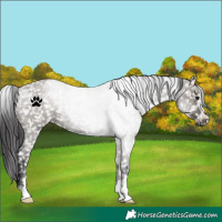 Horse Color:Grullo Roan Appaloosa 
