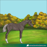 Horse Color:Silver Black Snowflake Varnish