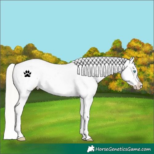 Horse Color:White Spotted Silver Buckskin Pearl Appaloosa Rabicano 