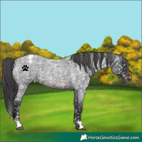 Horse Color:Brown Roan Snowflake Varnish