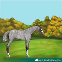 Horse Color:Silver Brown Roan Varnish