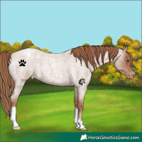 Horse Color:Blue Roan Pearl Appaloosa 