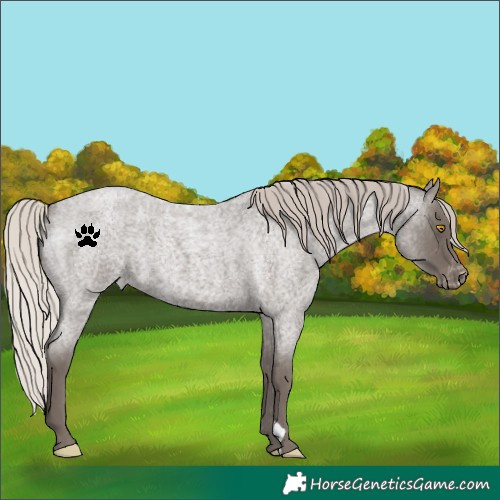 Horse Color:Silver Blue Roan Varnish