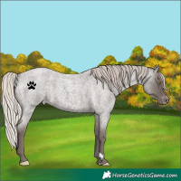 Horse Color:Silver Blue Roan Varnish
