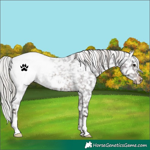 Horse Color:Silver Brown Roan Snowflake Varnish