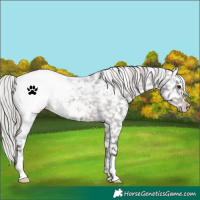 Horse Color:Silver Brown Roan Snowflake Varnish