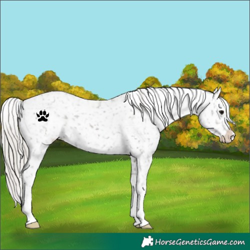 Horse Color:Silver Black Appaloosa 