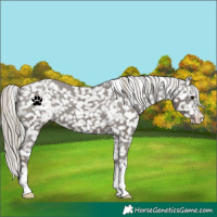 Horse Color:Silver Black Snowflake Varnish 