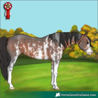 Horse Color:Brown Sabino 