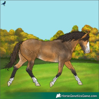 Horse Color:Buckskin