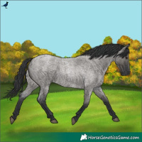 Horse Color:Grullo Roan