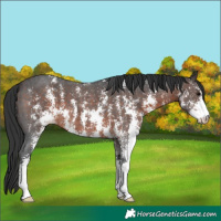 Horse Color:Brown Sabino 