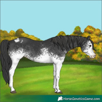 Horse Color:White Spotted Black Appaloosa 