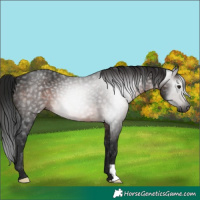 Horse Color:Gray Brown 