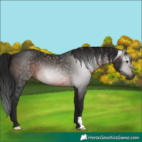 Horse Color:Gray Brown 