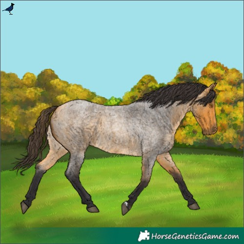 Horse Color:Buckskin Roan 