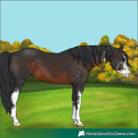 Horse Color:Brown Sabino 
