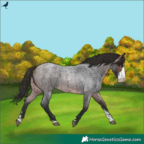 Horse Color:Brown Roan Sabino 