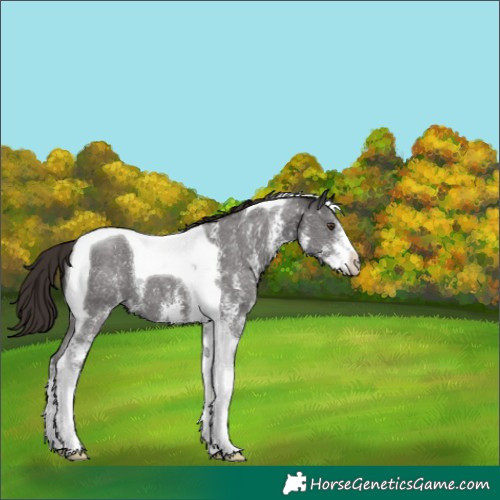 Horse Color:Liver Chestnut Sabino Tobiano 