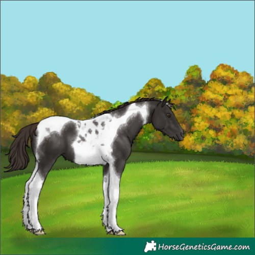 Horse Color:Liver Chestnut Tobiano 