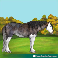 Horse Color:Bay Ice Dun Splash