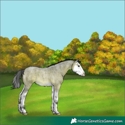Horse Color:Brown Roan Dun Splash 
