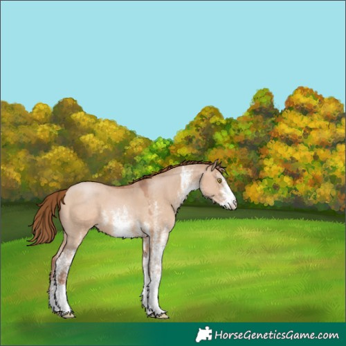 Horse Color:White Spotted Brown Pearl Dun 