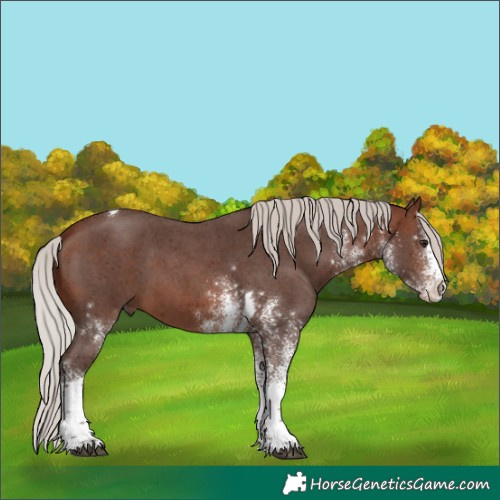 Horse Color:White Spotted Silver Brown Tobiano 