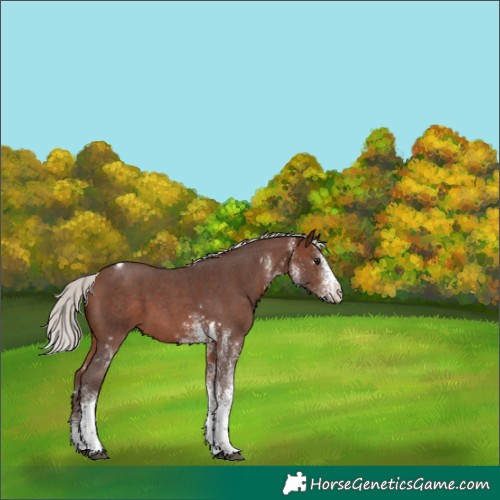 Horse Color:White Spotted Silver Brown Tobiano 