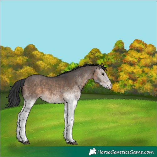 Horse Color:White Spotted Brown Dun 