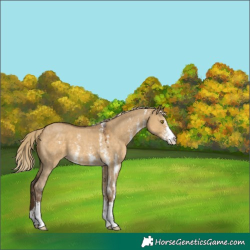Horse Color:Chocolate Palomino Dun Sabino 