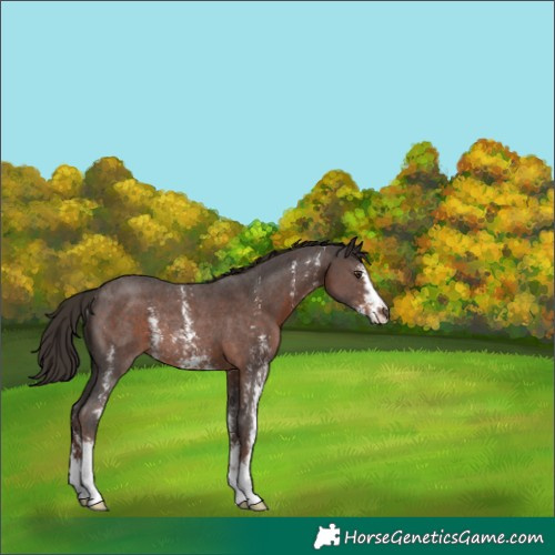 Horse Color:Liver Chestnut Sabino Rabicano 