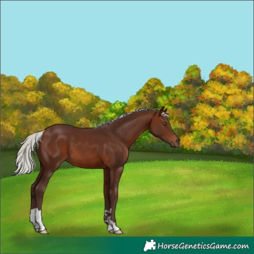 Horse Color:Silver Brown 