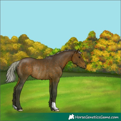 Horse Color:Silver Brown Rabicano 